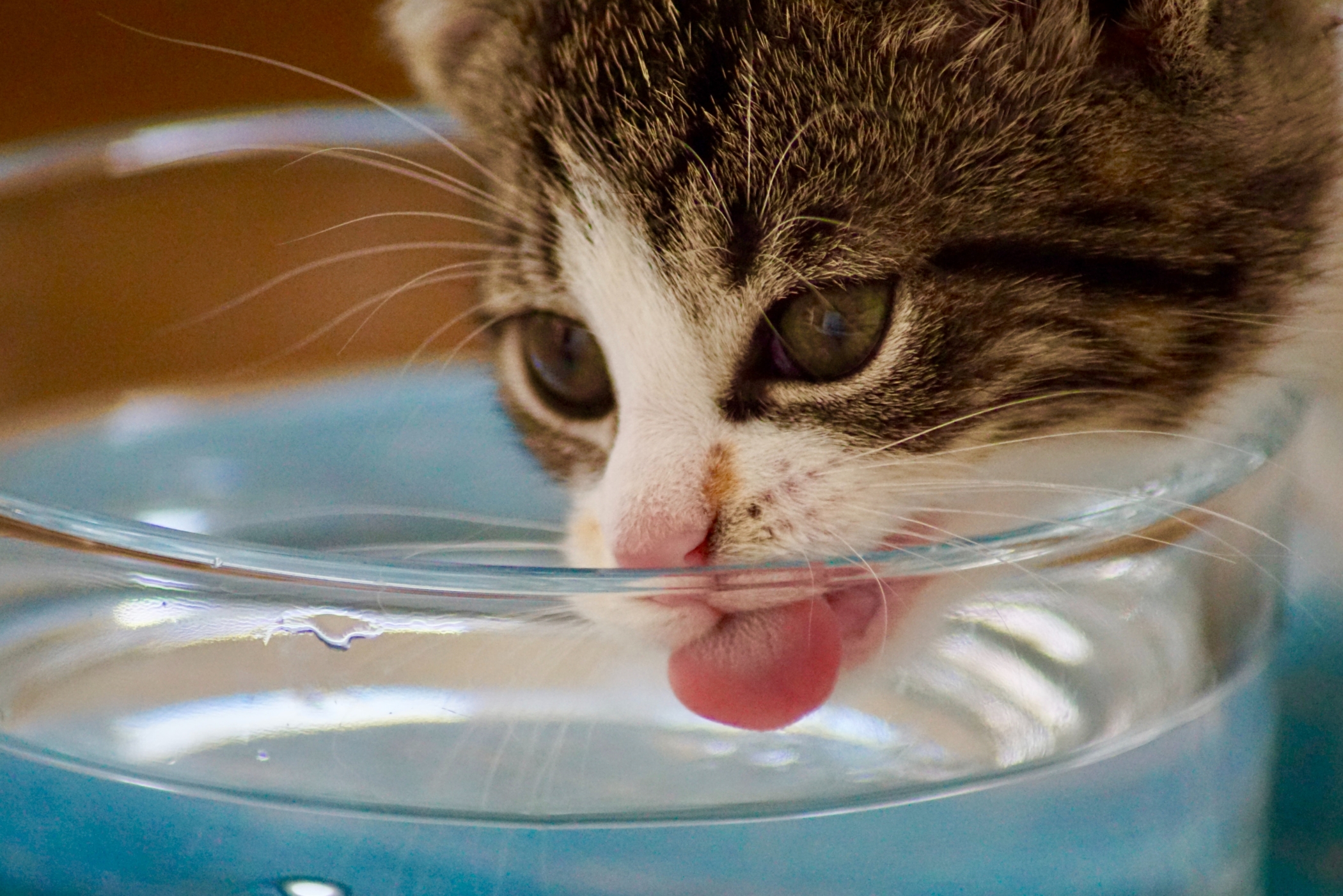 Waarom drinkt je kat van de kraan? Blog Paws in Touch