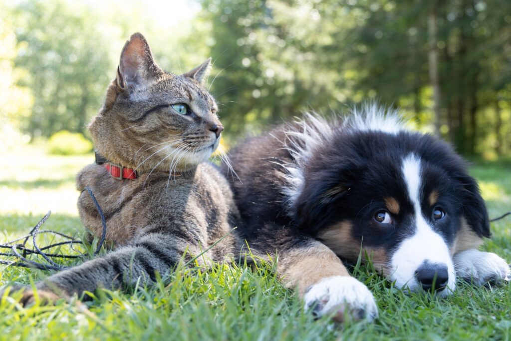 Betere relatie hond en kat blog Paws in Touch