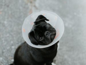 BUNDEL: Leer je hond beter begrijpen Kickstarter + pijn herkennen