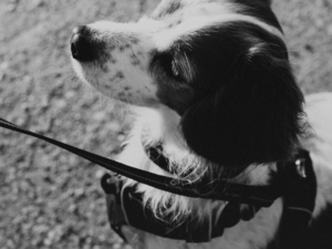 BUNDEL: E-book ontspannen wandelen + sterkere band + Leer je hond beter begrijpen Kickstarter + pijn herkennen